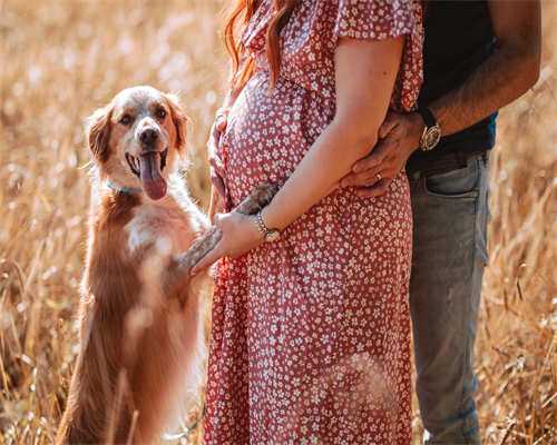代怀公司数量及供卵试管婴儿费用解析